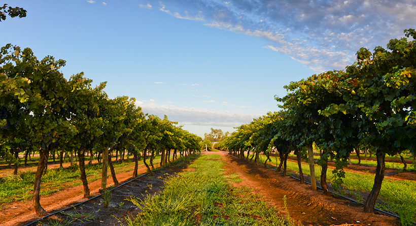 Lillypilly Vineyard